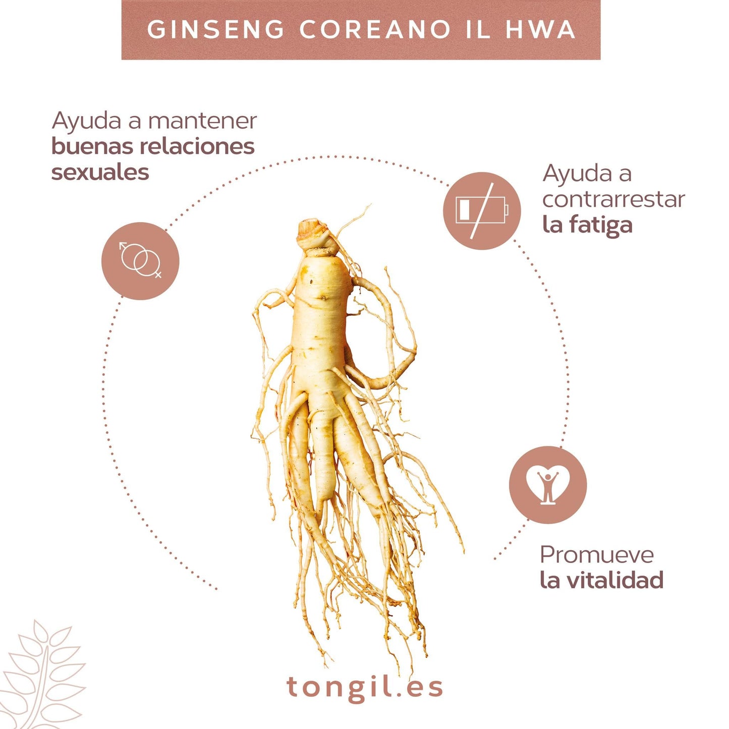 Ginseng Coreano Puro, Calidad Ilhwa, 500 mg, 100 cápsulas | Panax Ginseng 100% Sin aditivos | Energía Física y Mental | Raíces Maduras de Cultivo Propio y Extracción Exclusiva | de TONGIL