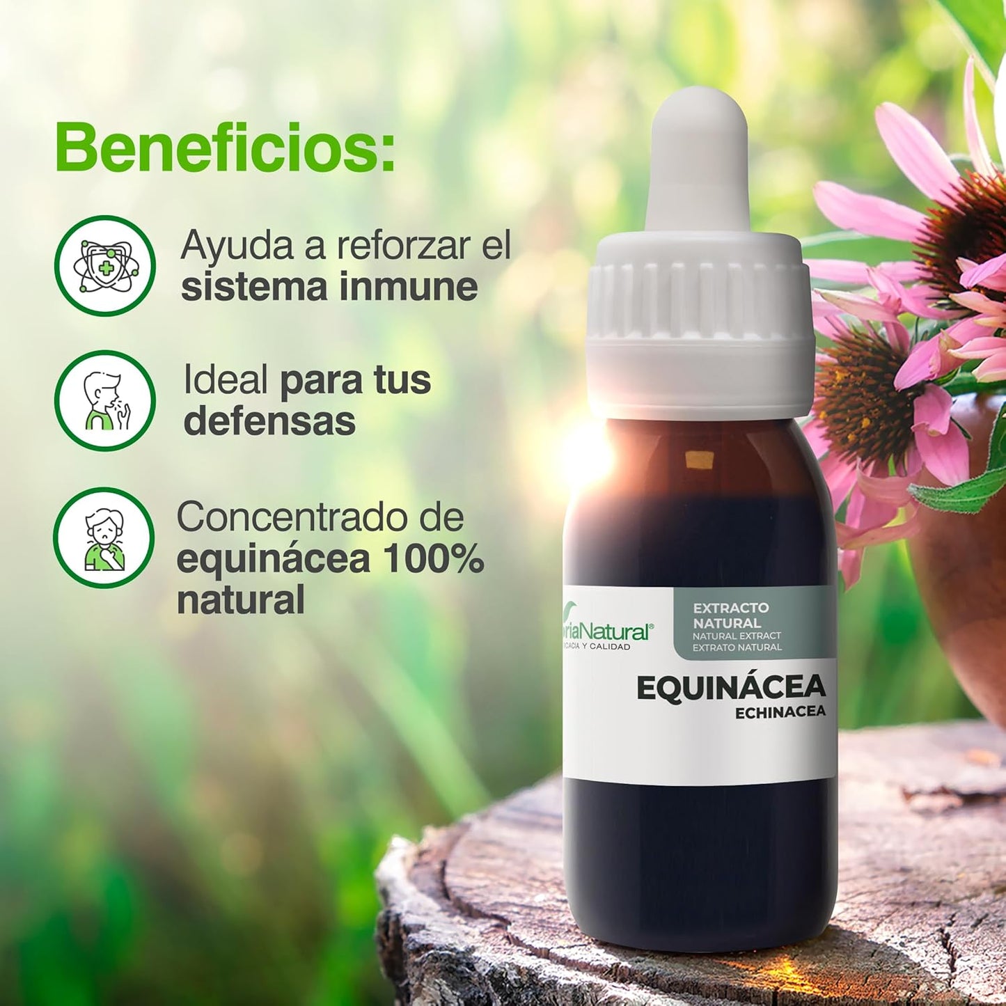 Soria Natural Echinacea Extract - Strengthens your defenses naturally - Supports the immune system - 100% Natural Plant Extract High Absorption - Pack of 2 x 50ml