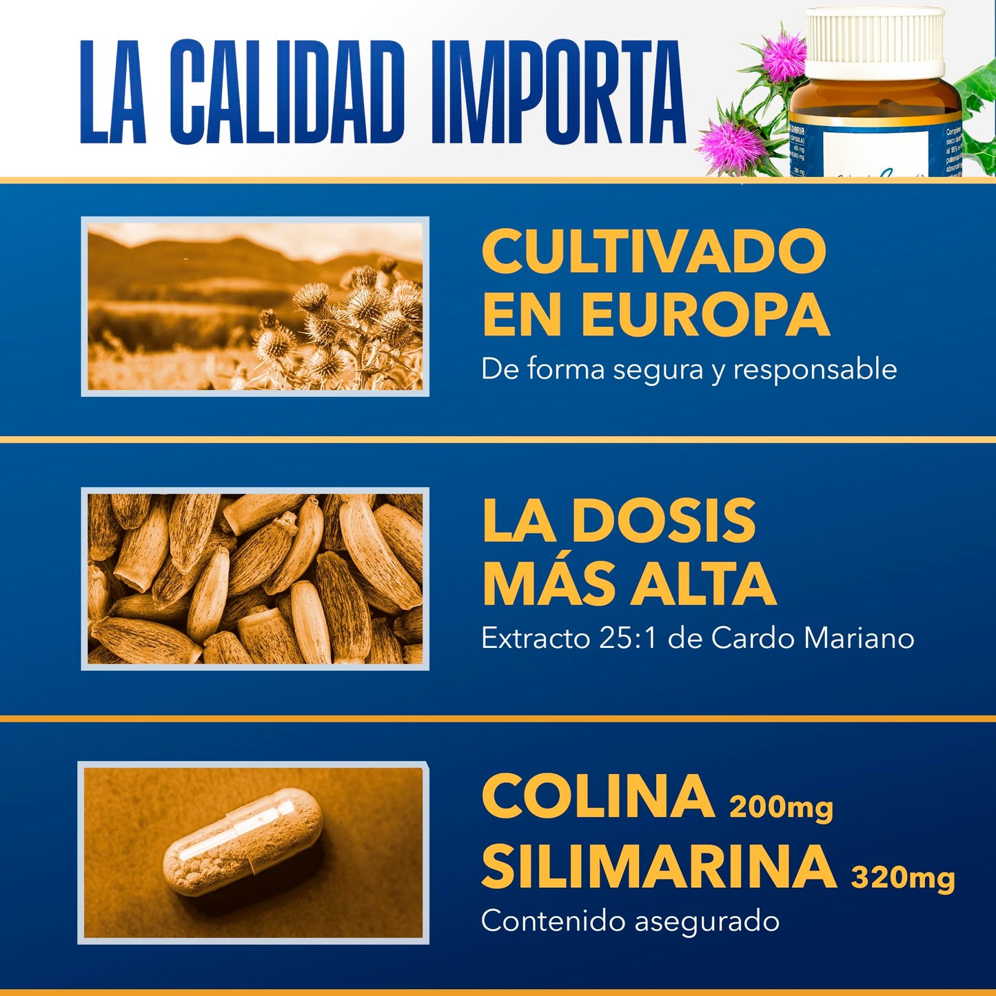 Cardo Mariano Puro 10000 mg | Extracto de semilla concentrado 25:1 con 80 % de silimarina y colina | Apoyo hepático, depuración y desintoxicación | 40 cápsulas vegetales Tongil (1)